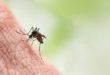 Дознајте зошто комарците некого касаат, а некого заобиколуваат