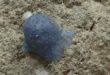 Мистериозно сино суштество на дното на морето ги збуни научниците